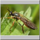 Dioctria rufipes - Raubfliege 05.jpg